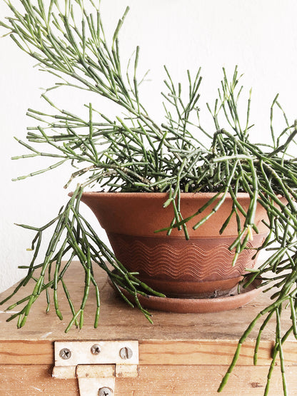 Large Potted Hatiora Salicornioides