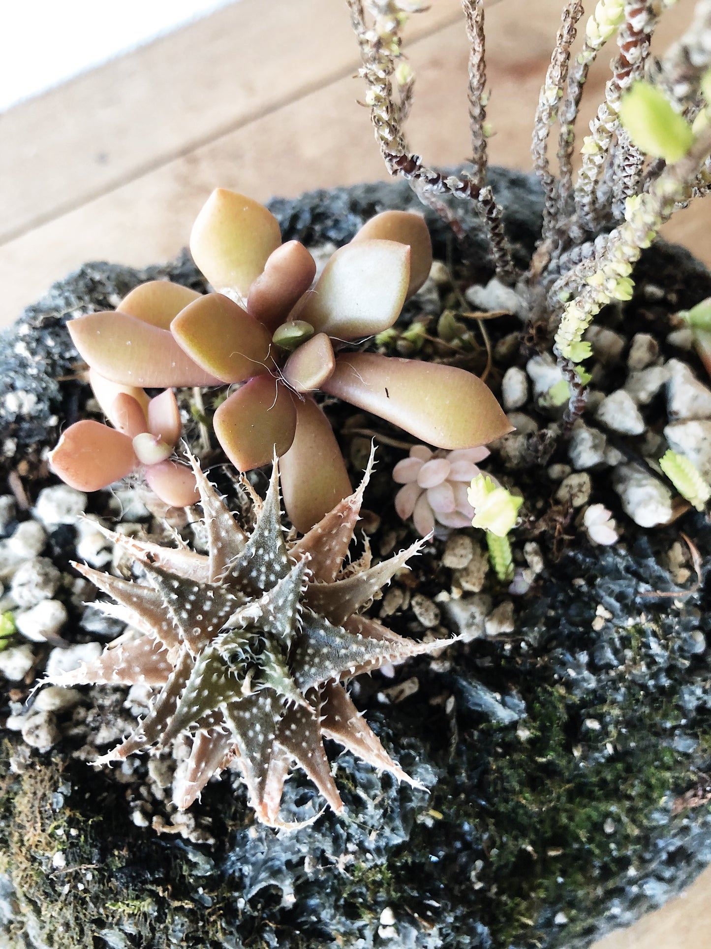 Succulent Collection in Lava Rock