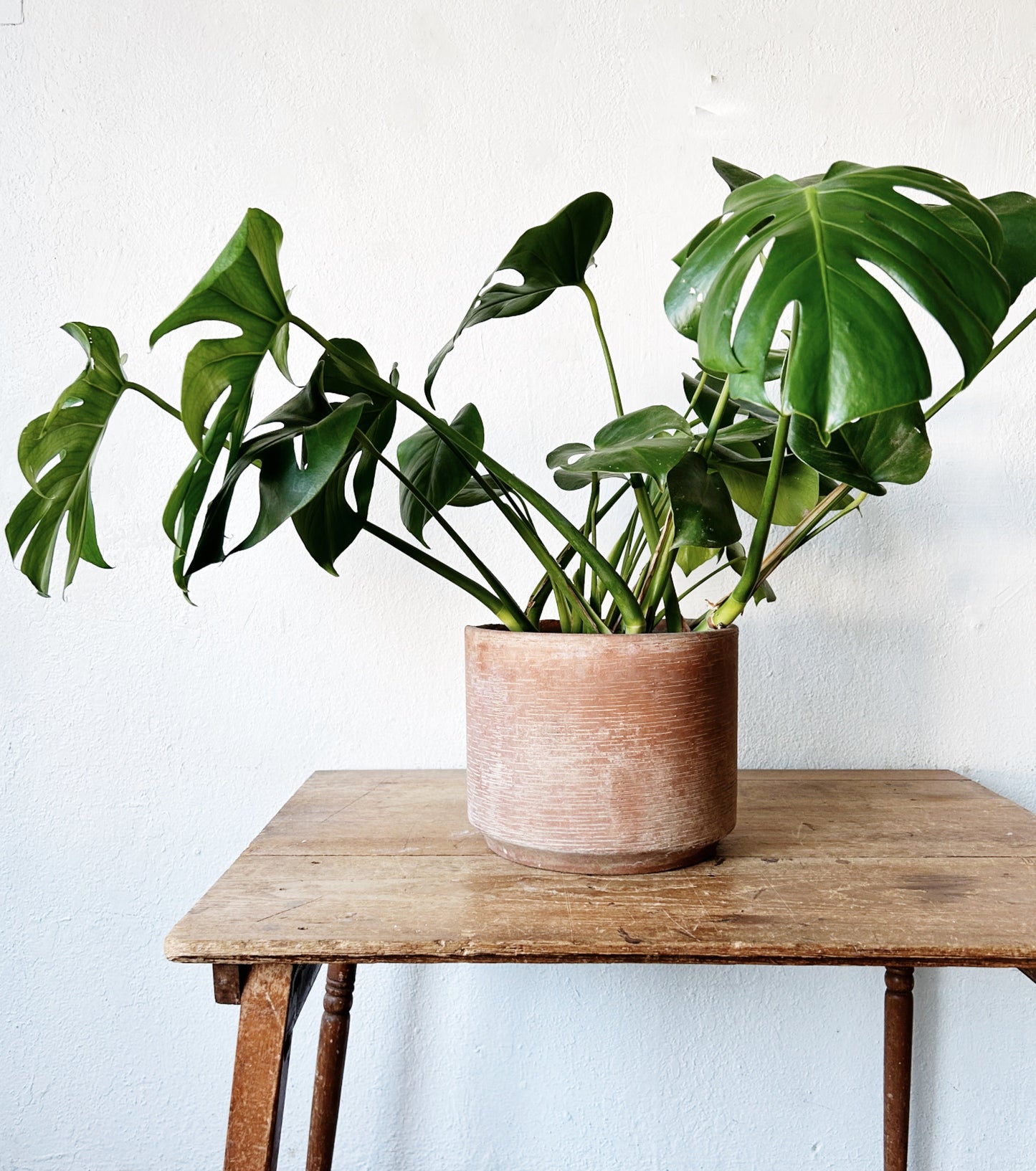 Large Potted Monstera Deliciosa