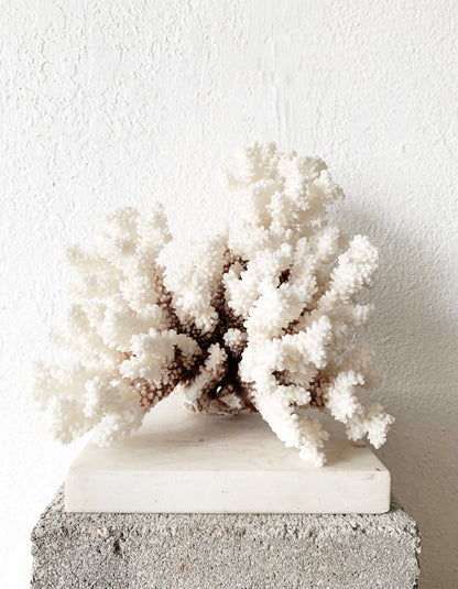 Large Natural Coral Specimen