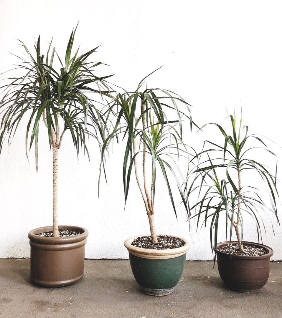 Potted Dracaena Palm