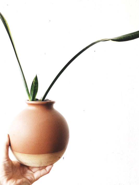 Potted Sanseveria in Clay Planter