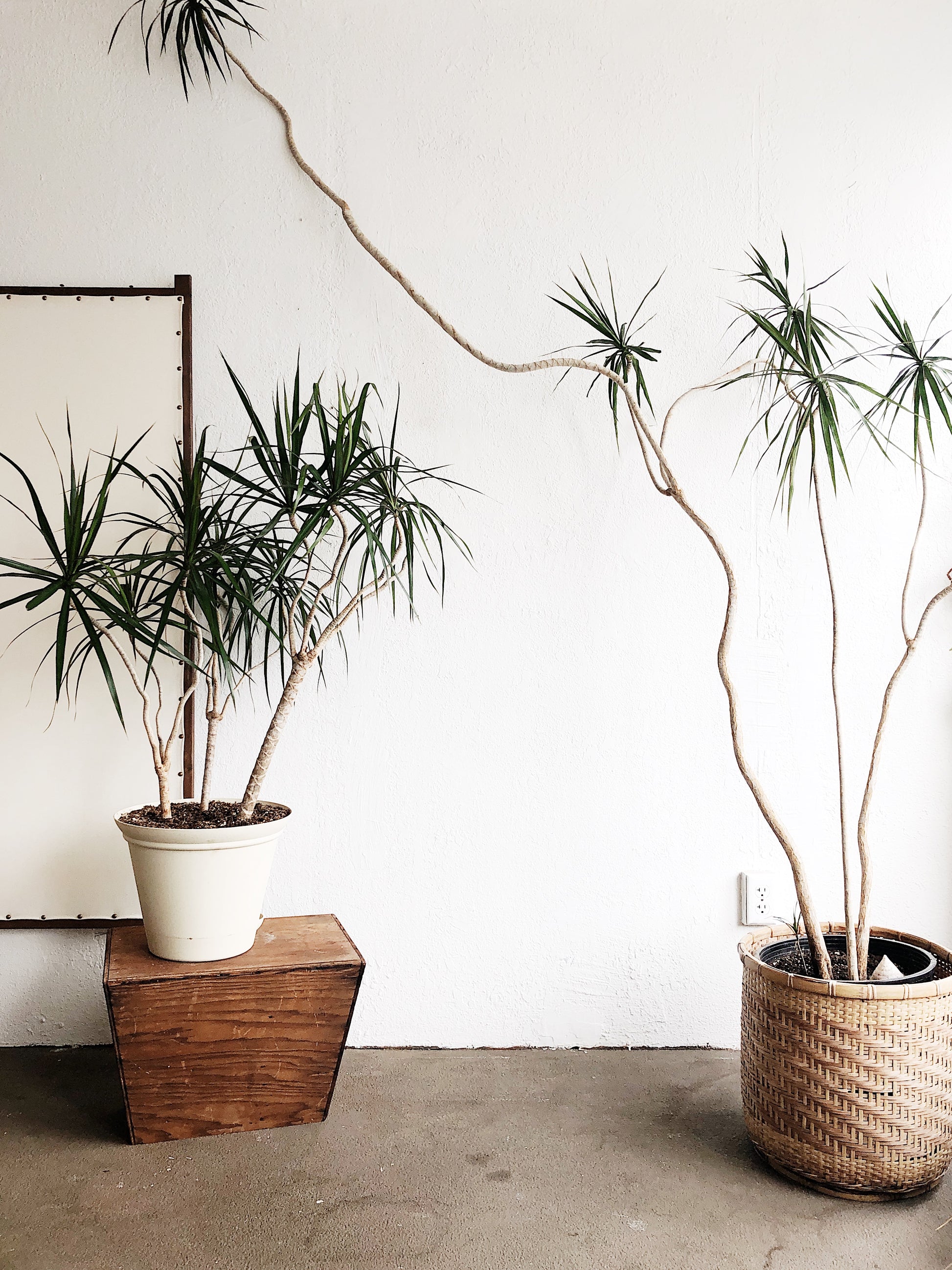 dracaena palms Extra Large Dracaena Palm – Maven Collective
