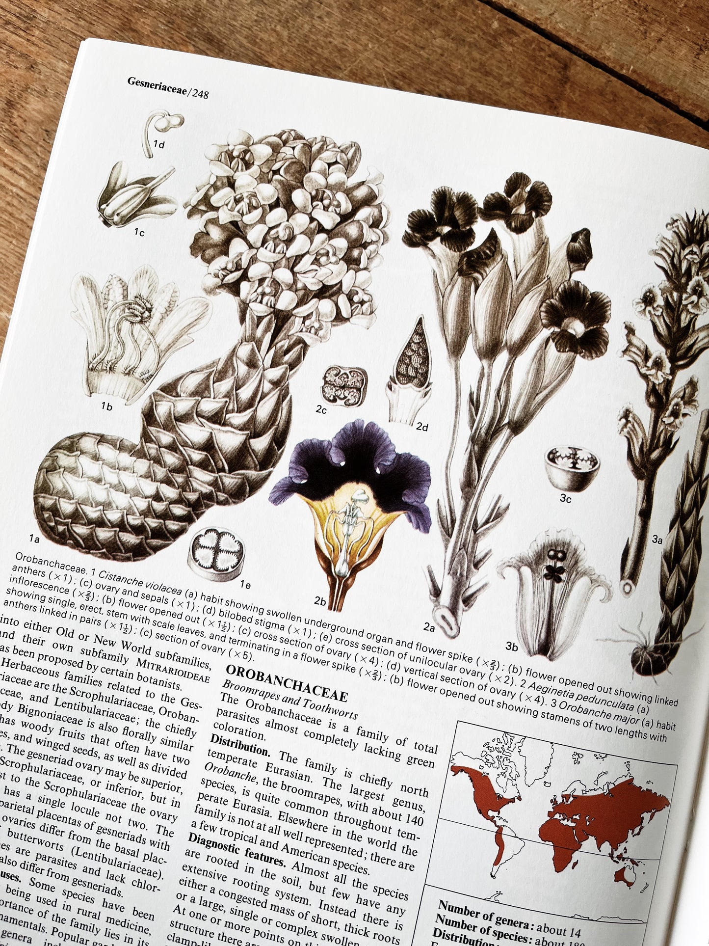 Flowering Plants of the World 1977