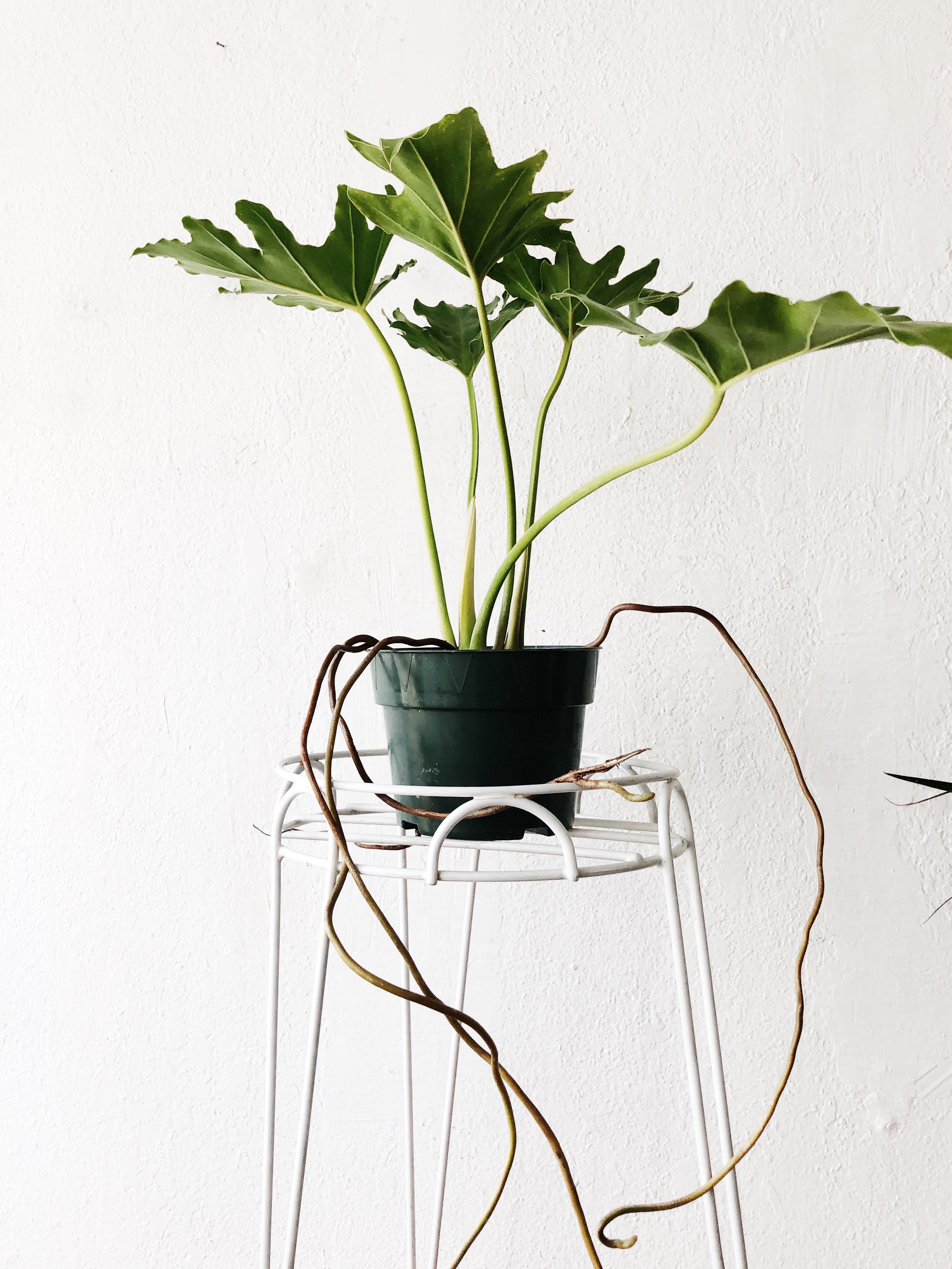 Vintage Tripod Plant Stand - Thumbnail 3