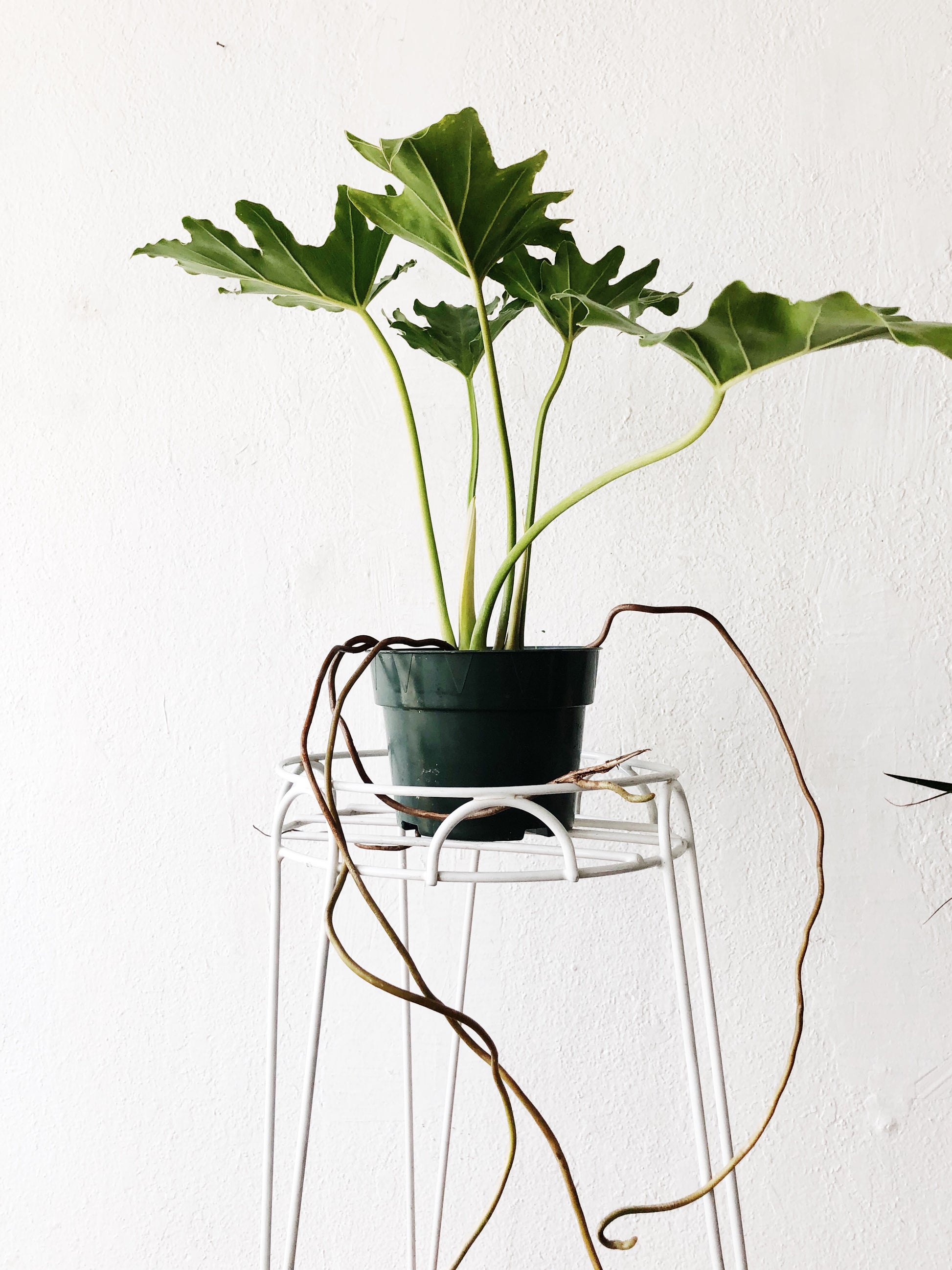 tripod plant hanger Tripod Plant Stand – Maven Collective