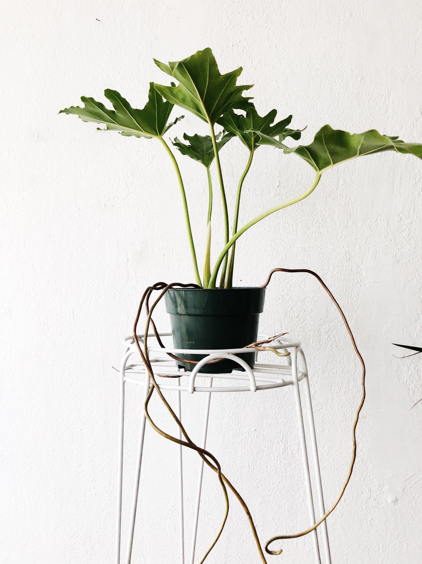 Tripod Plant Stand