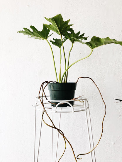 Tripod Plant Stand