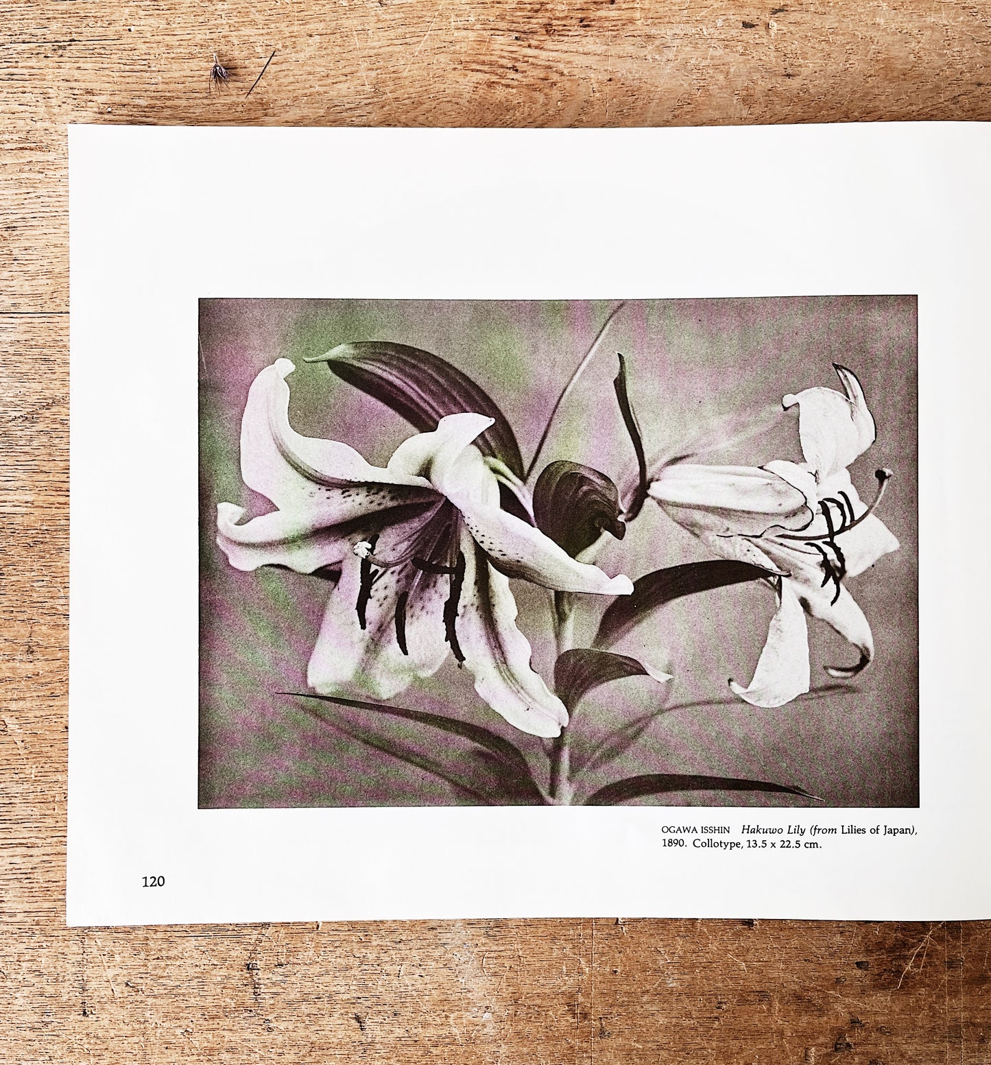 Vintage Japanese Photography Book