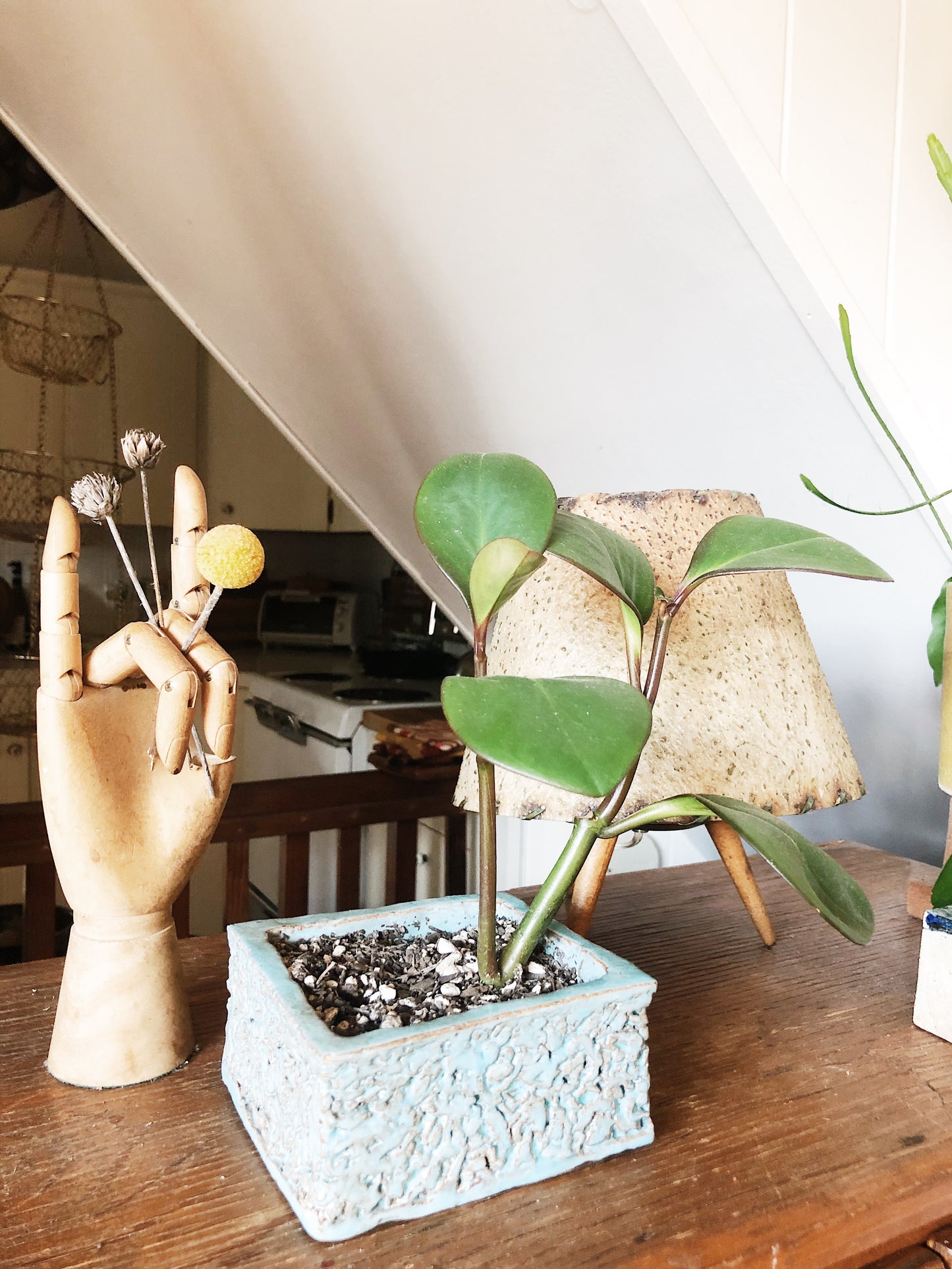 Pepperomia in Mid Century Planter