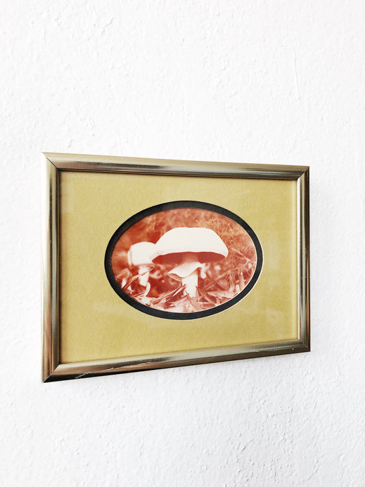 Vintage Mushroom Film Photograph