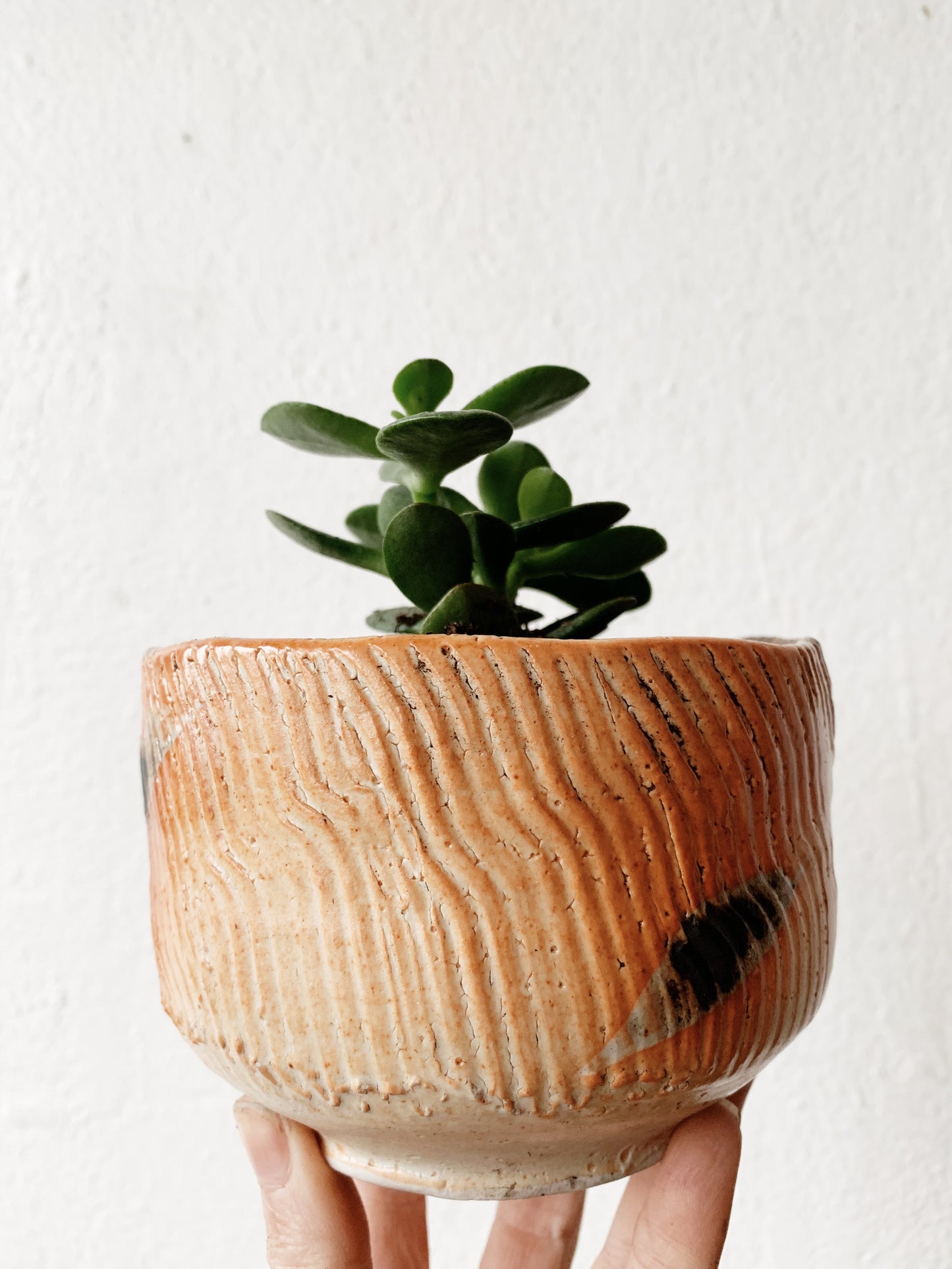 Potted Plant