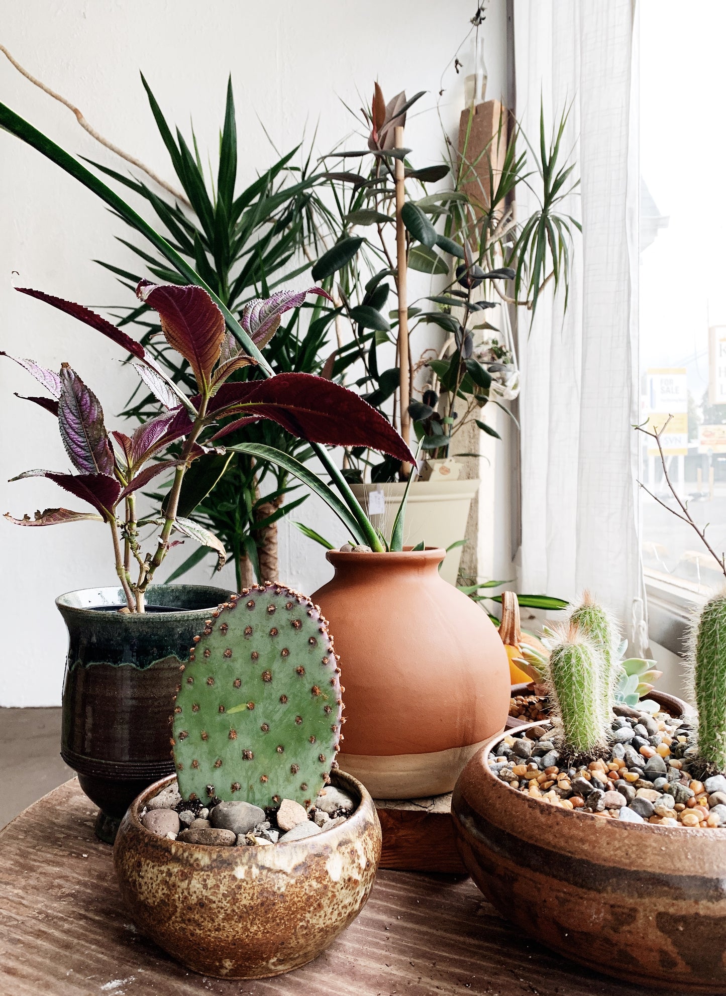 Paddle Cactus in Vintage Pottery