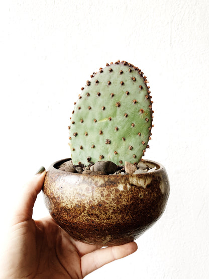 Paddle Cactus in Vintage Pottery