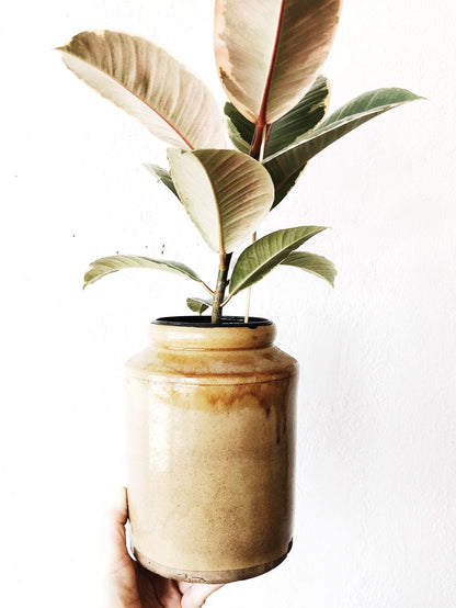 Ficus Elastica in Old Pottery Crock