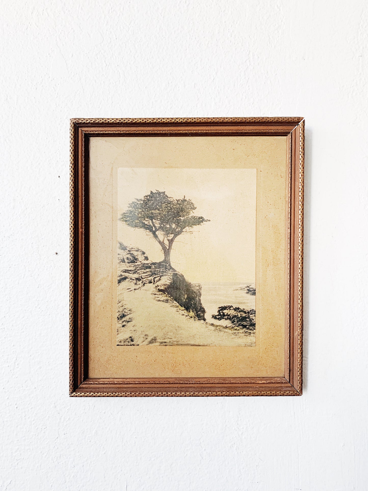 Vintage Framed Lone Cypress Print