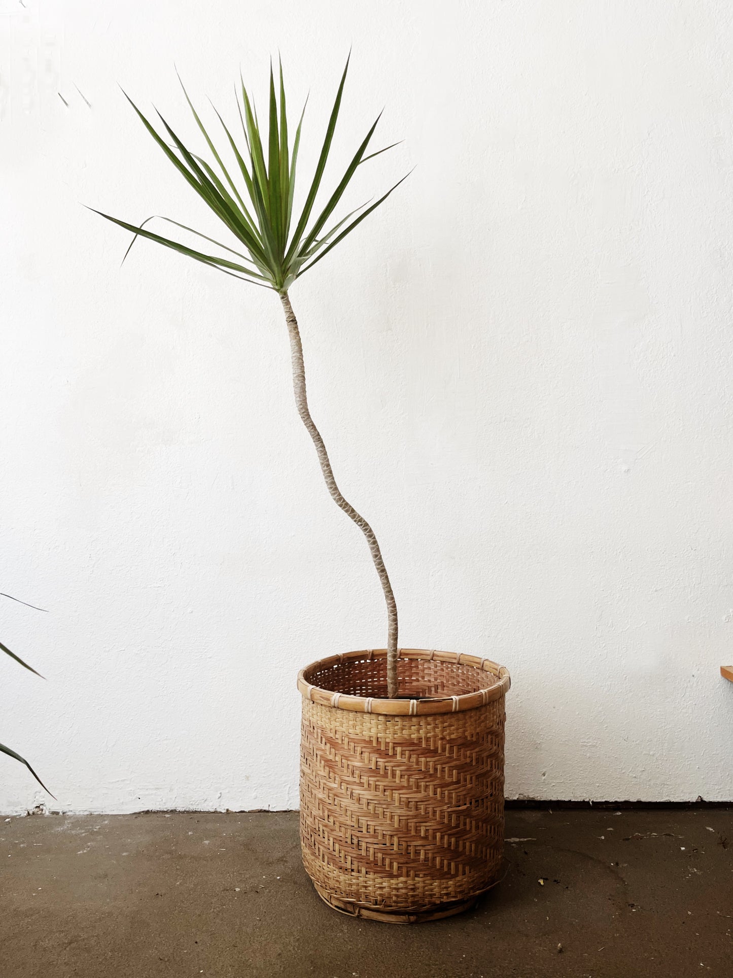 Potted Dracaena Palms