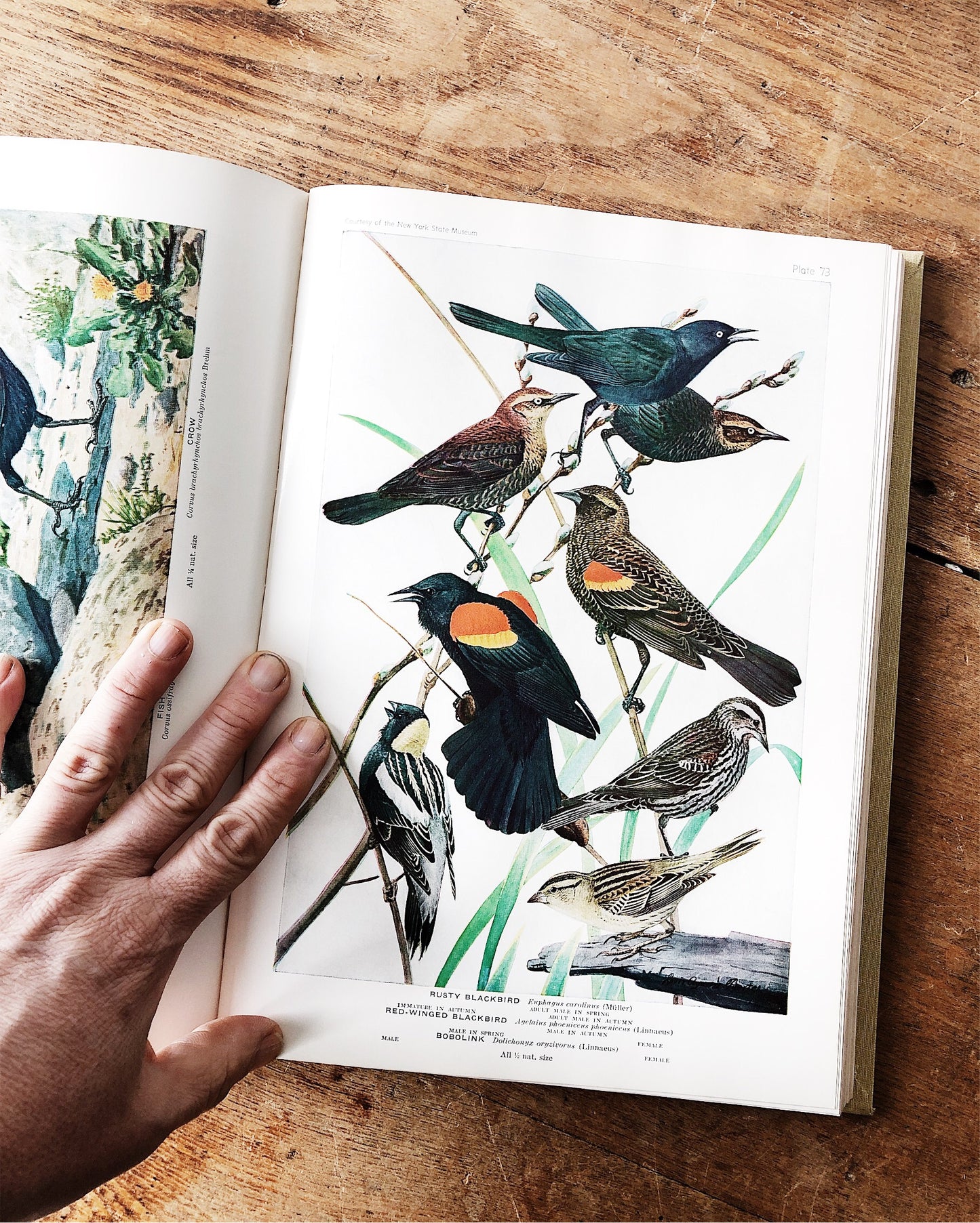 Vintage 1930s Birds of America Book