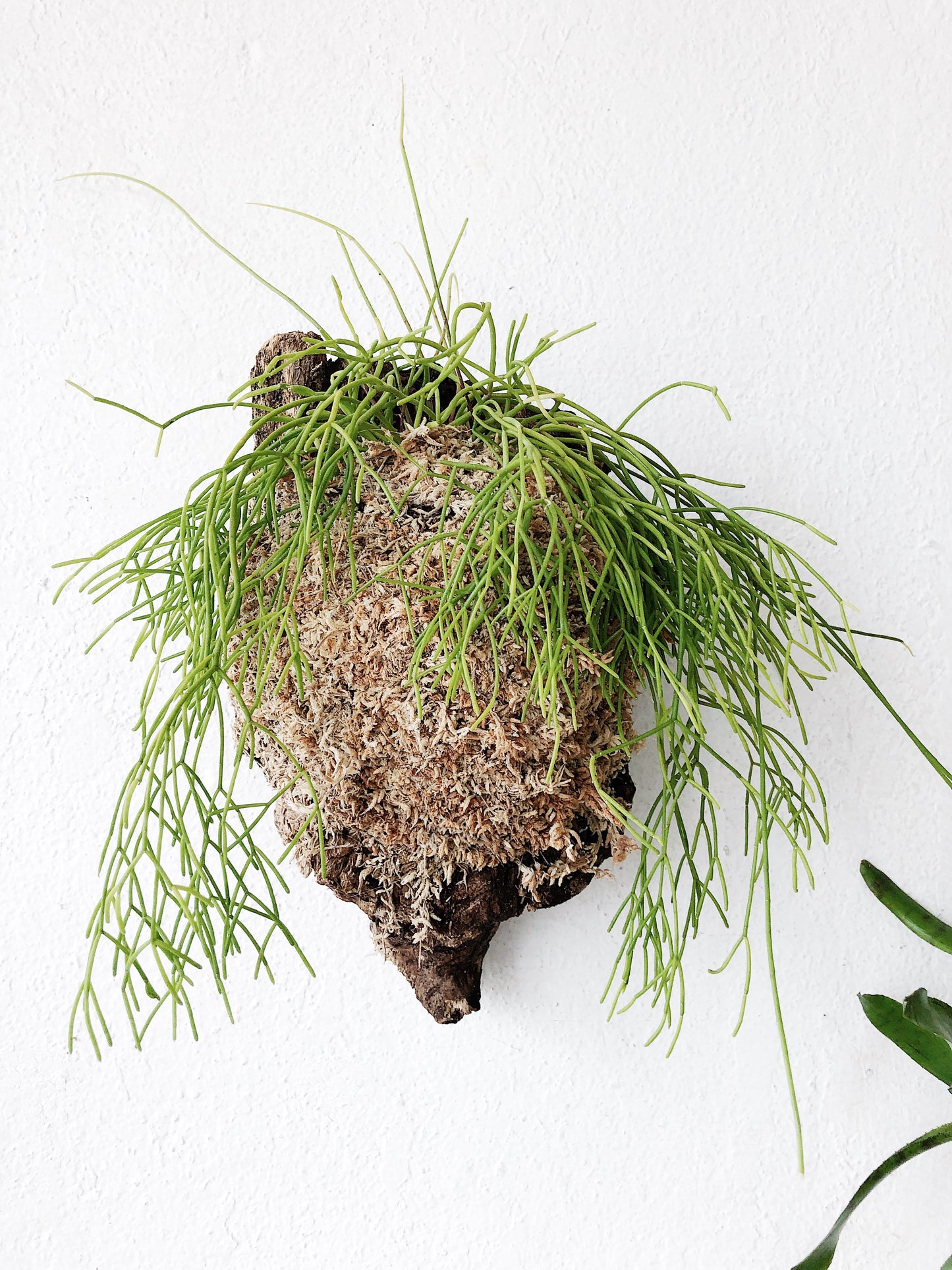 Cork Mounted Epiphytic Plant
