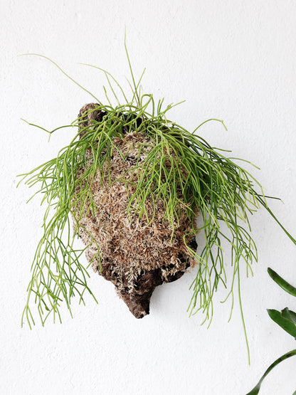 Cork Mounted Epiphytic Plant