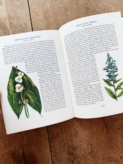 An Introduction to Wildflowers Hardcover 1952