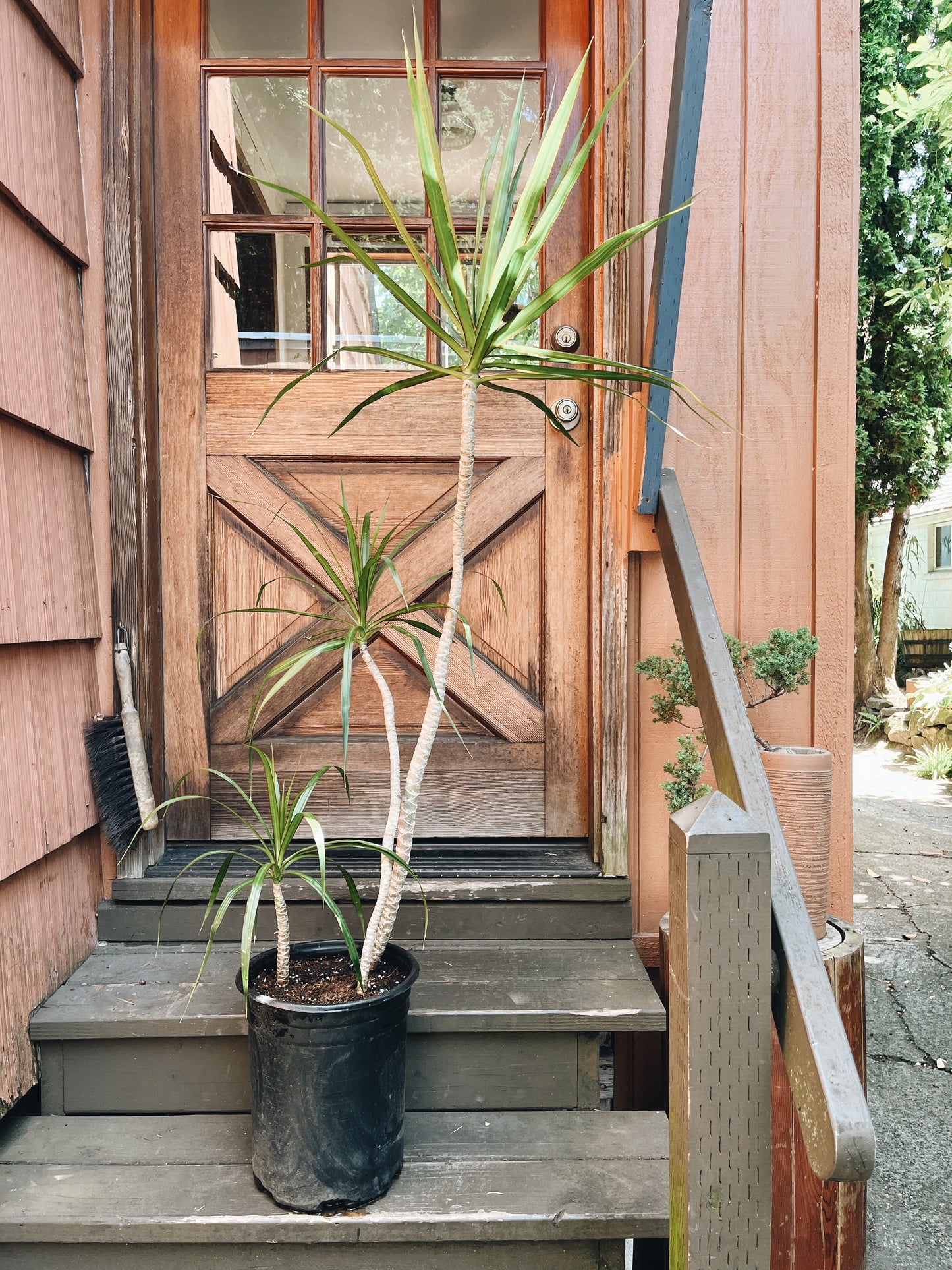 Potted Dracaena Palms