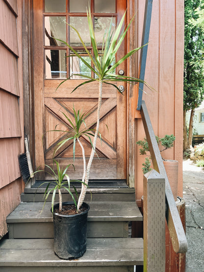 Potted Dracaena Palms