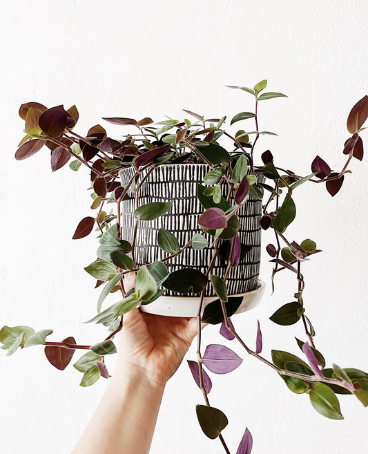 Tradescantia Potted in Ceramic