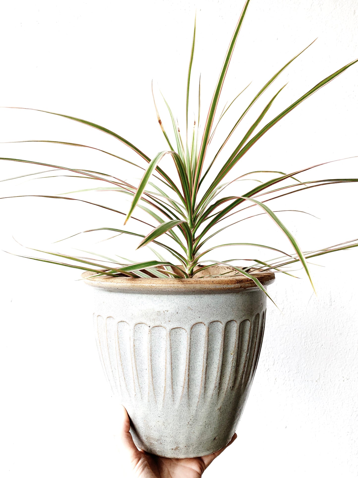 Medium Sized Potted Dracaena