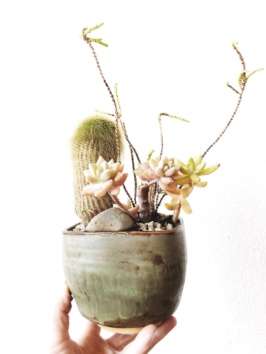 Succulent in Vintage Pottery