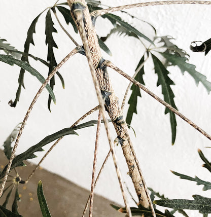 Mature Schefflera Elegantissima Floor Plant