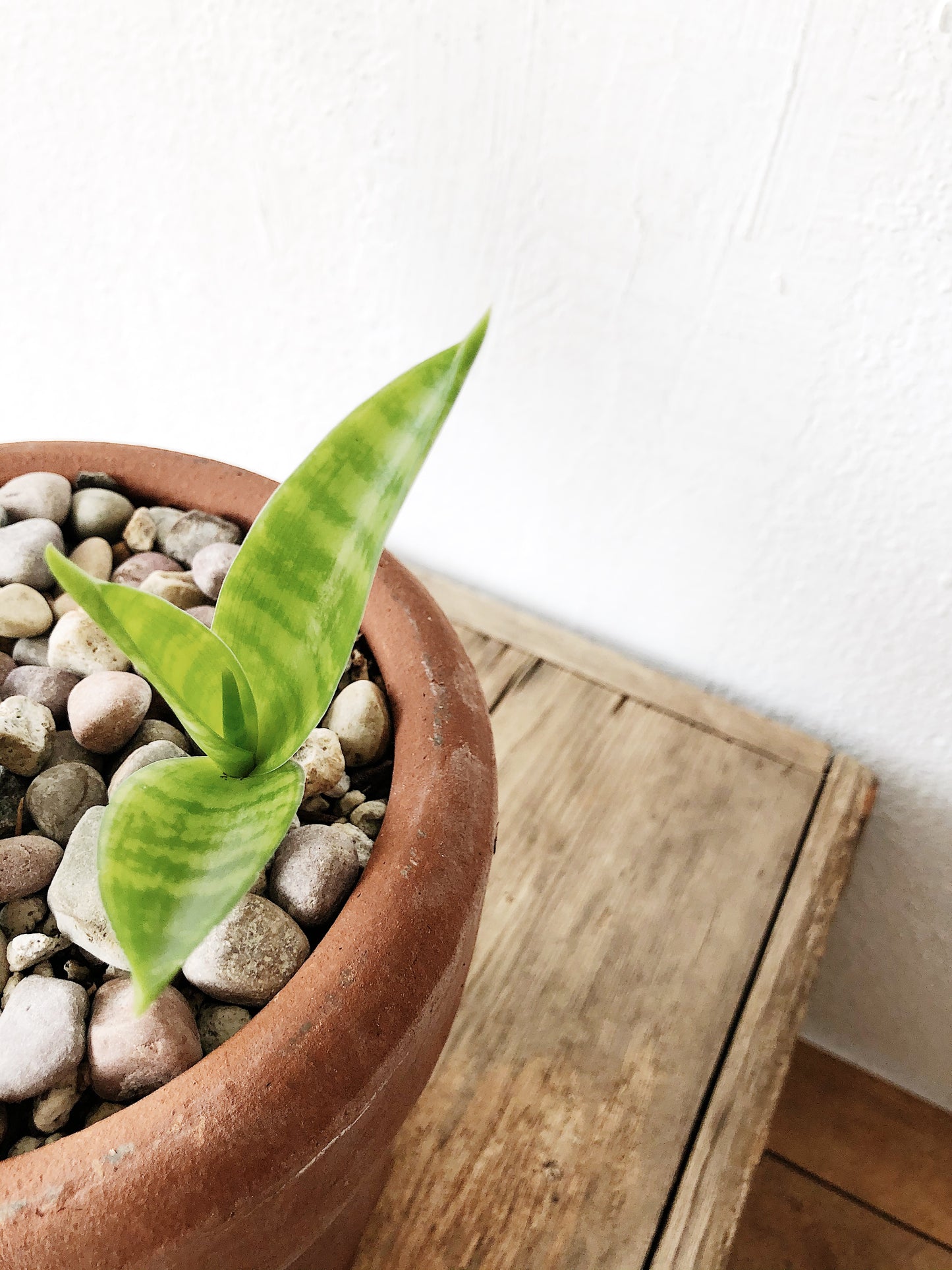 Rare Sansevieria Parva