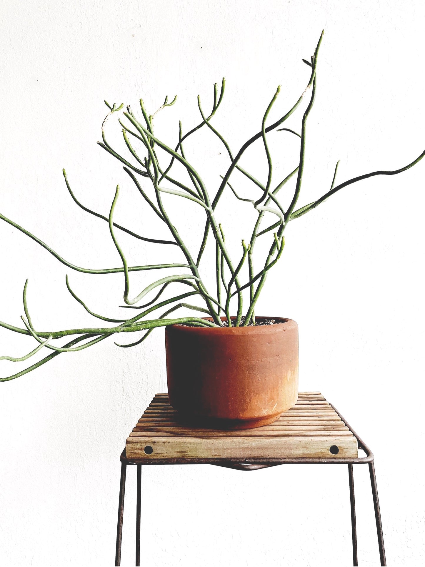 Large Euphorbia Tirucalli in Terra Cotta