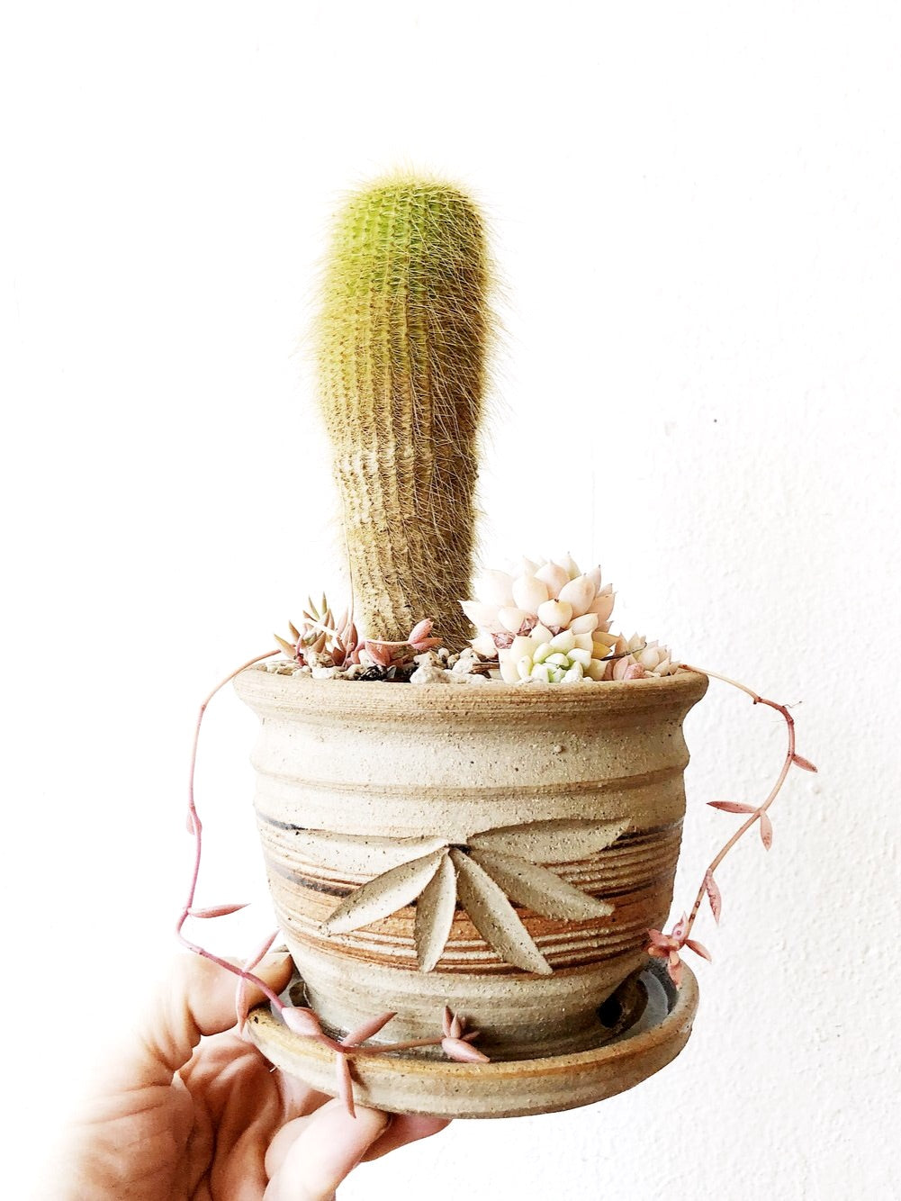 Succulent in Vintage Pottery