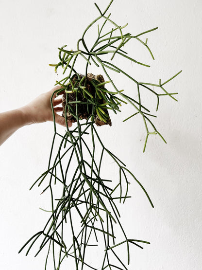 Rhipsalis Baccifera Cork Mount