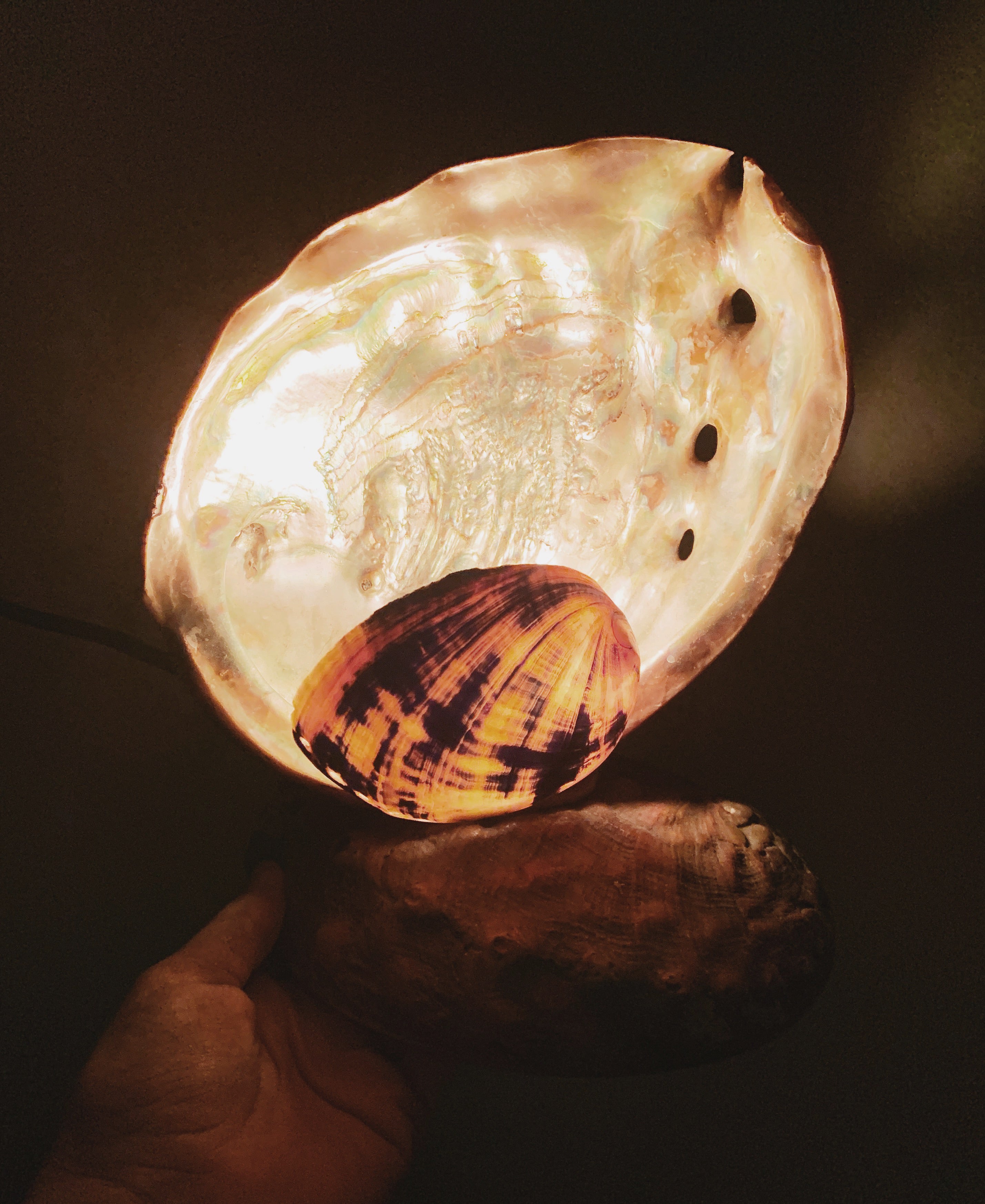 Abalone Shell Nightlight