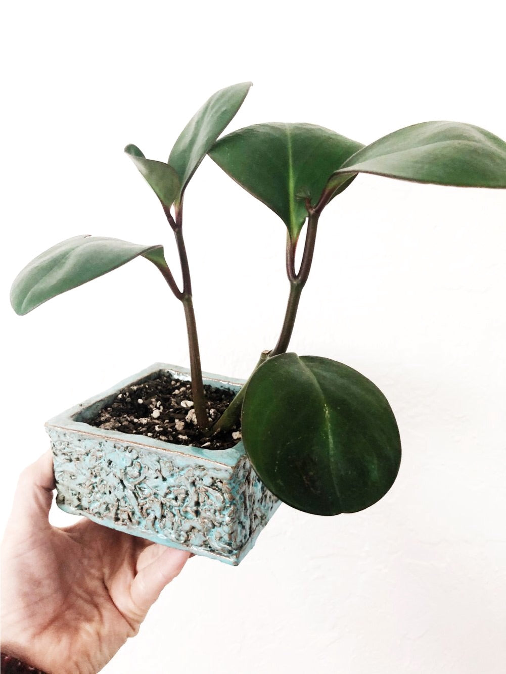 Pepperomia in Mid Century Planter