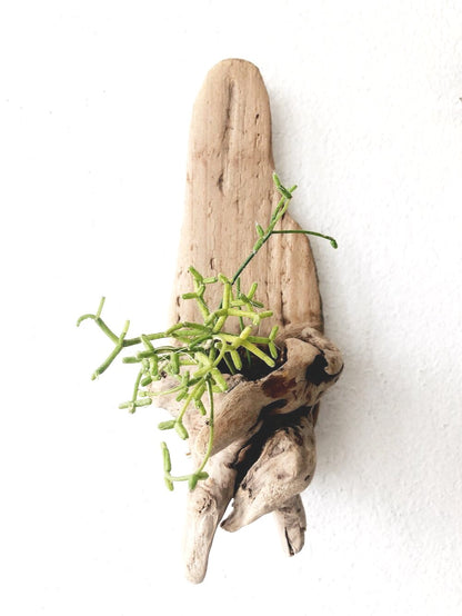 driftwood hanging planter Handmade Driftwood Wall Planter – Maven Collective