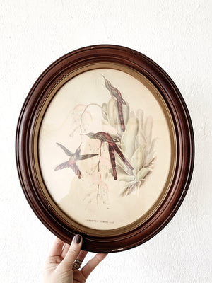 Antique J. Gould Hummingbirds