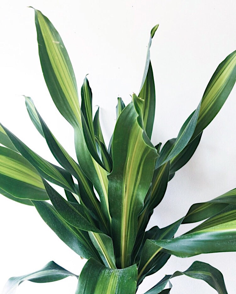 Giant Variegated Dracaena  Maven Collective