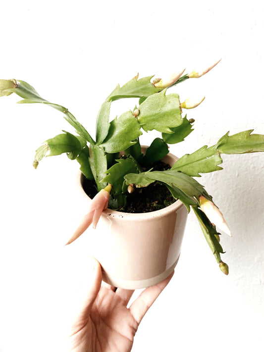 Potted Christmas Cactus