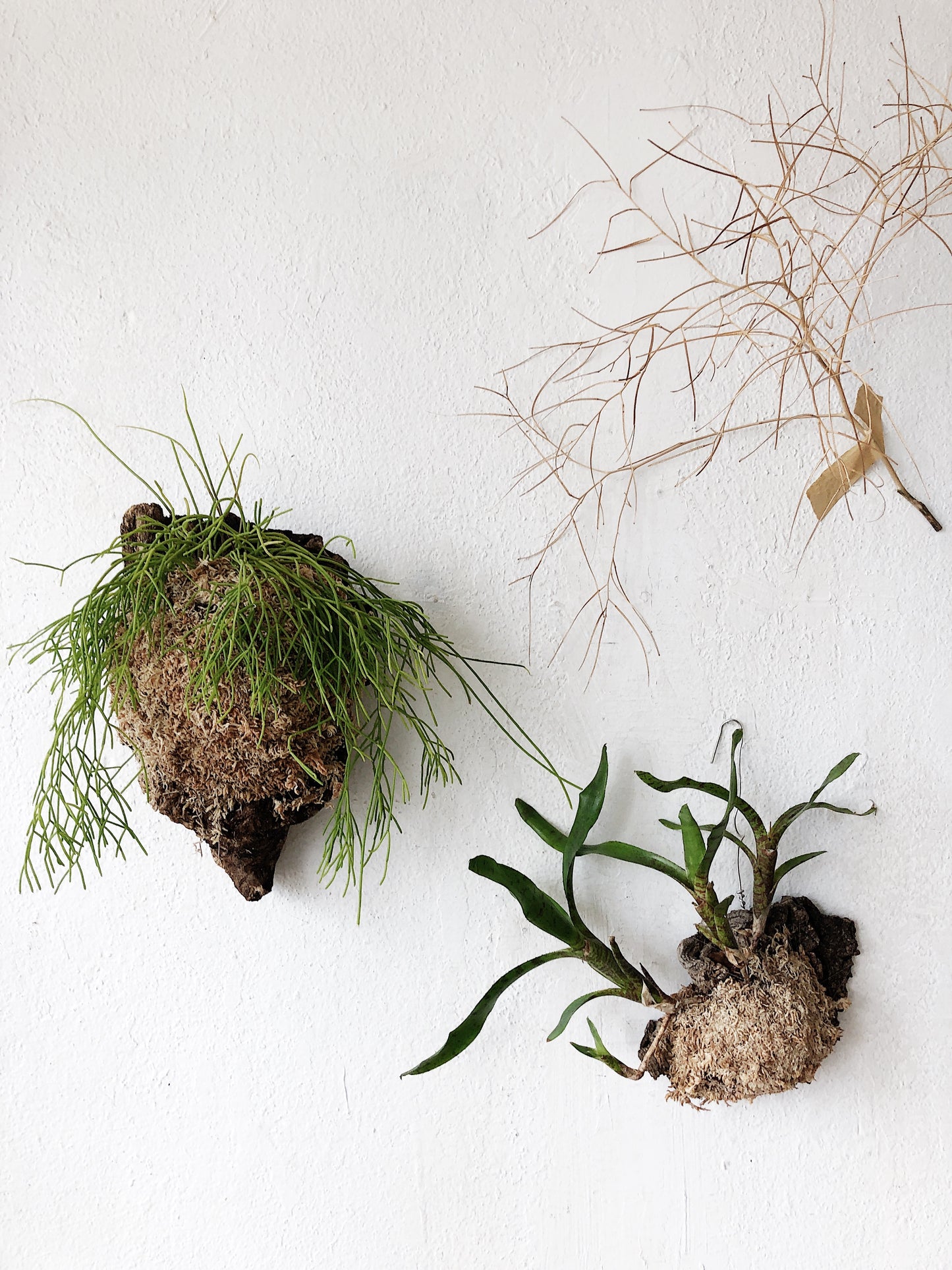 Cork Mounted Epiphytic Plant
