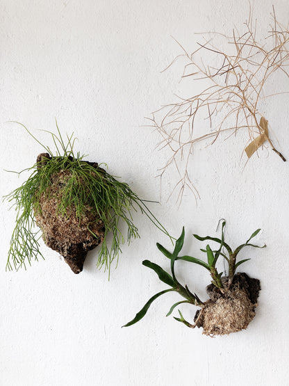 Cork Mounted Epiphytic Plant