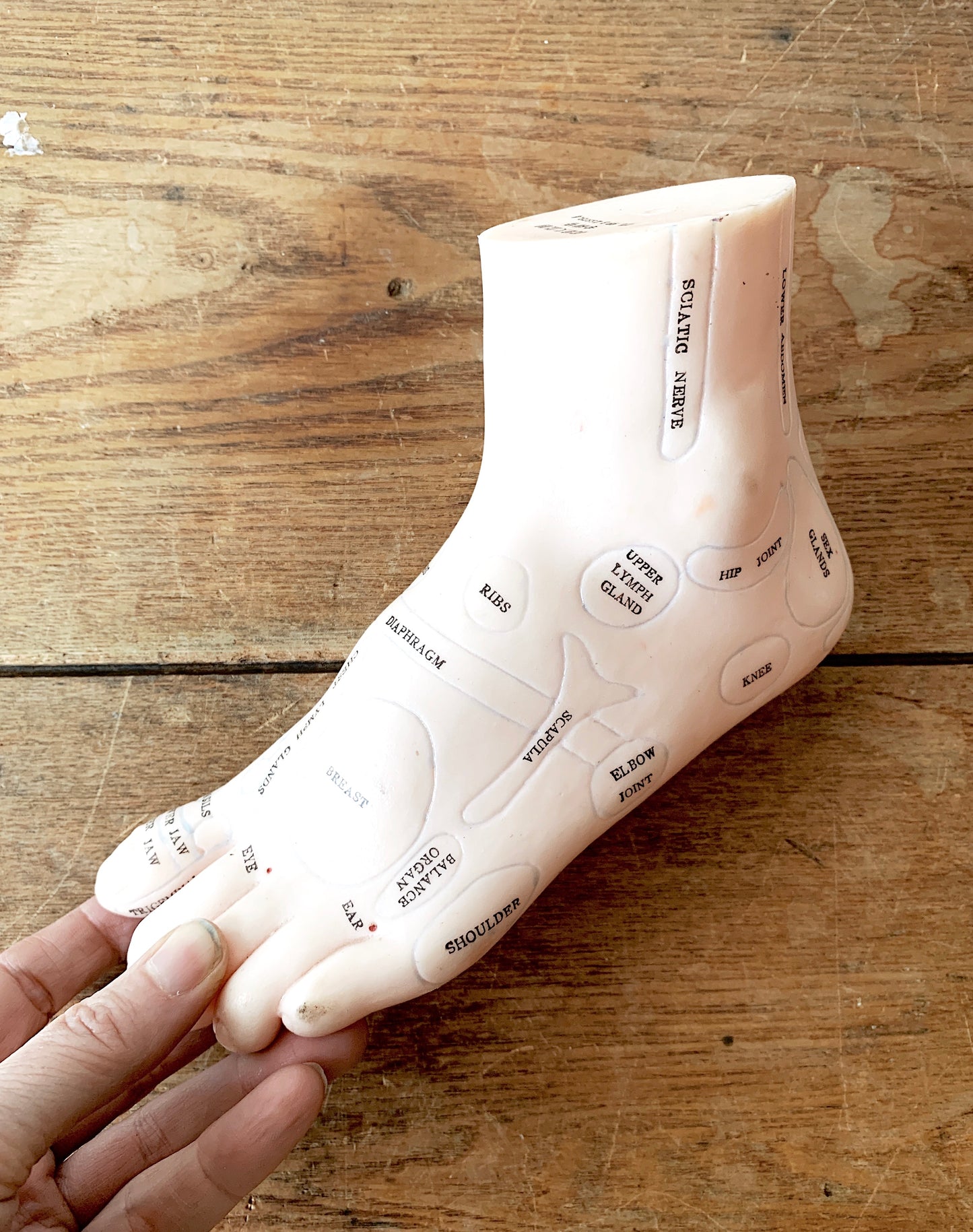 RESERVED Reflexology Foot Model