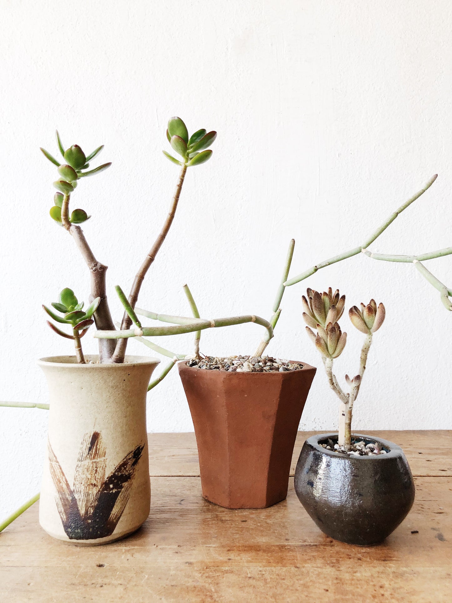 Collectors Plant: Sarcostemma Stoloniferum in Vintage Terra