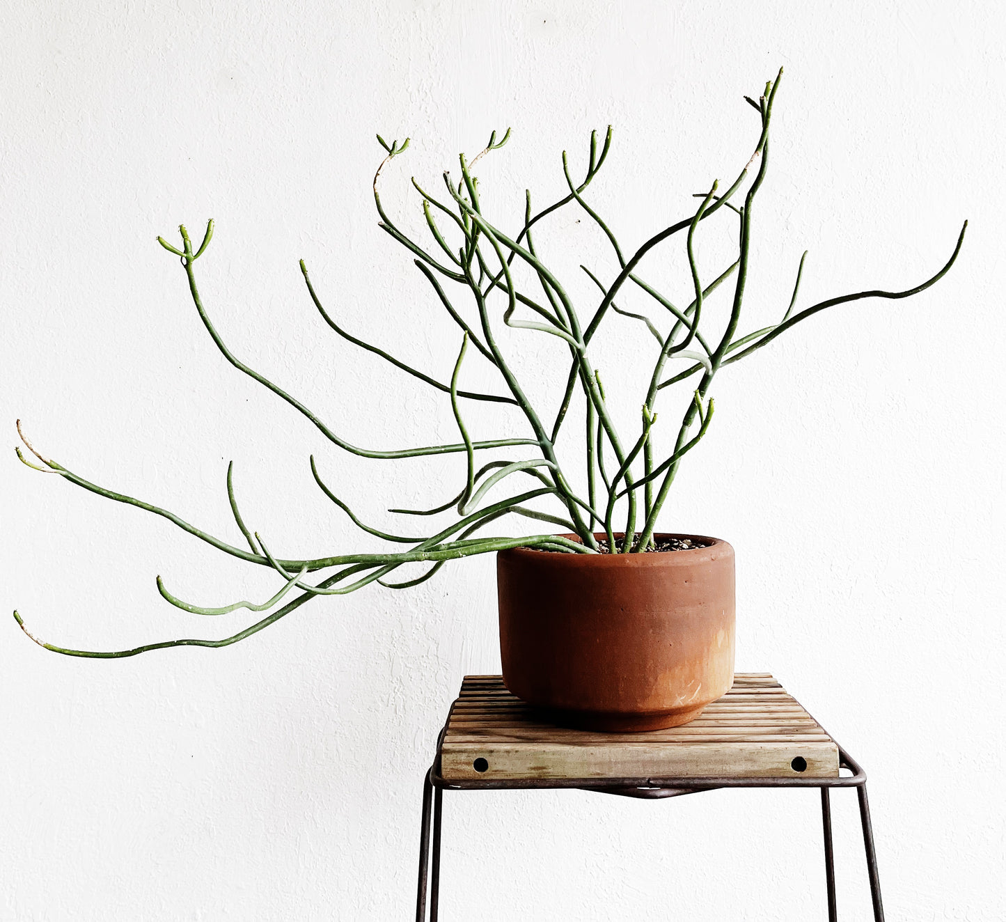 Large Euphorbia Tirucalli in Terra Cotta