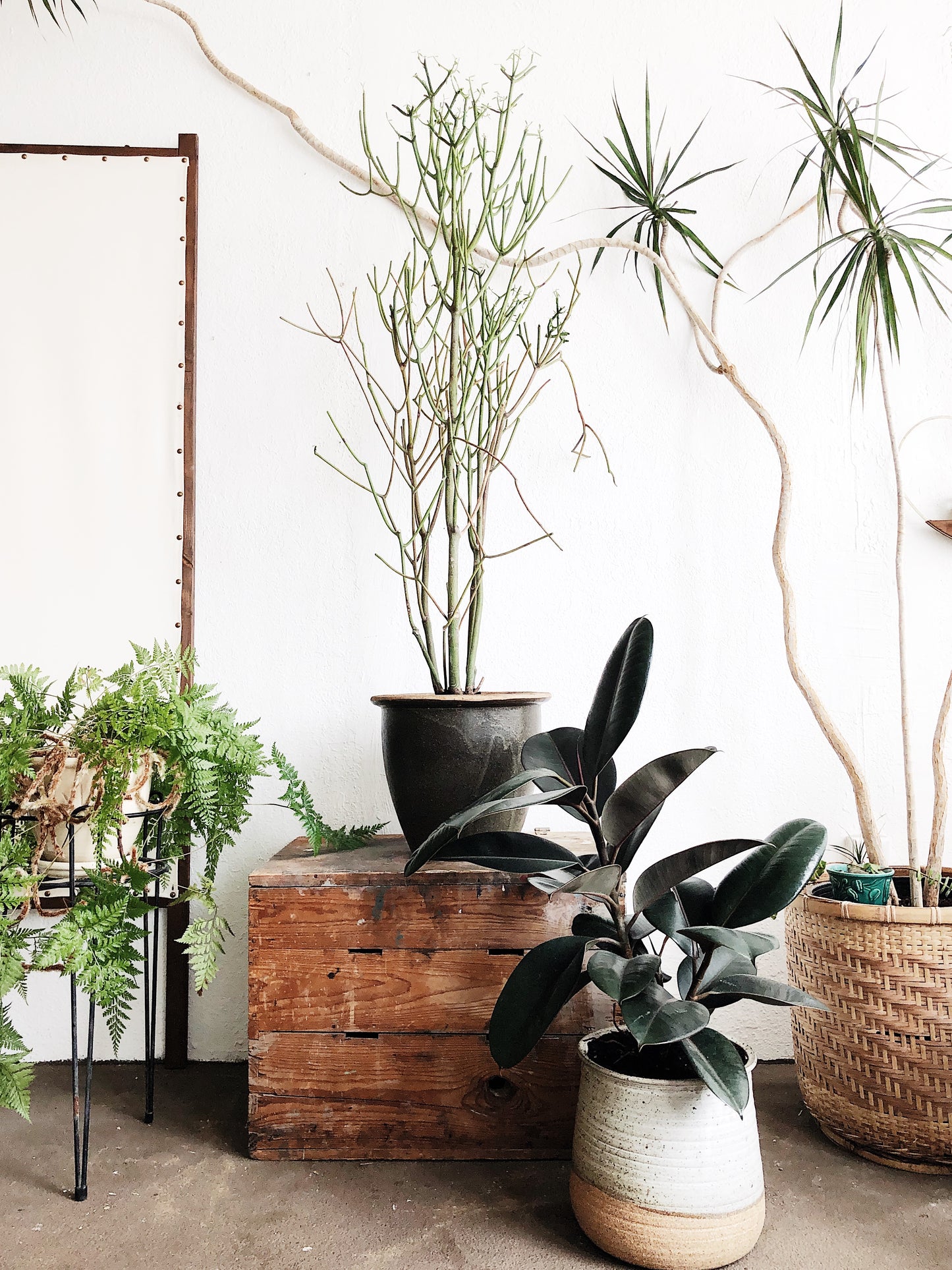 Euphorbia Tirucalli in Vintage Stoneware
