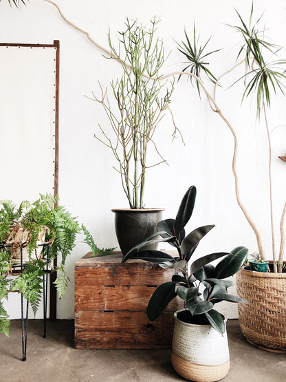 Euphorbia Tirucalli in Vintage Stoneware
