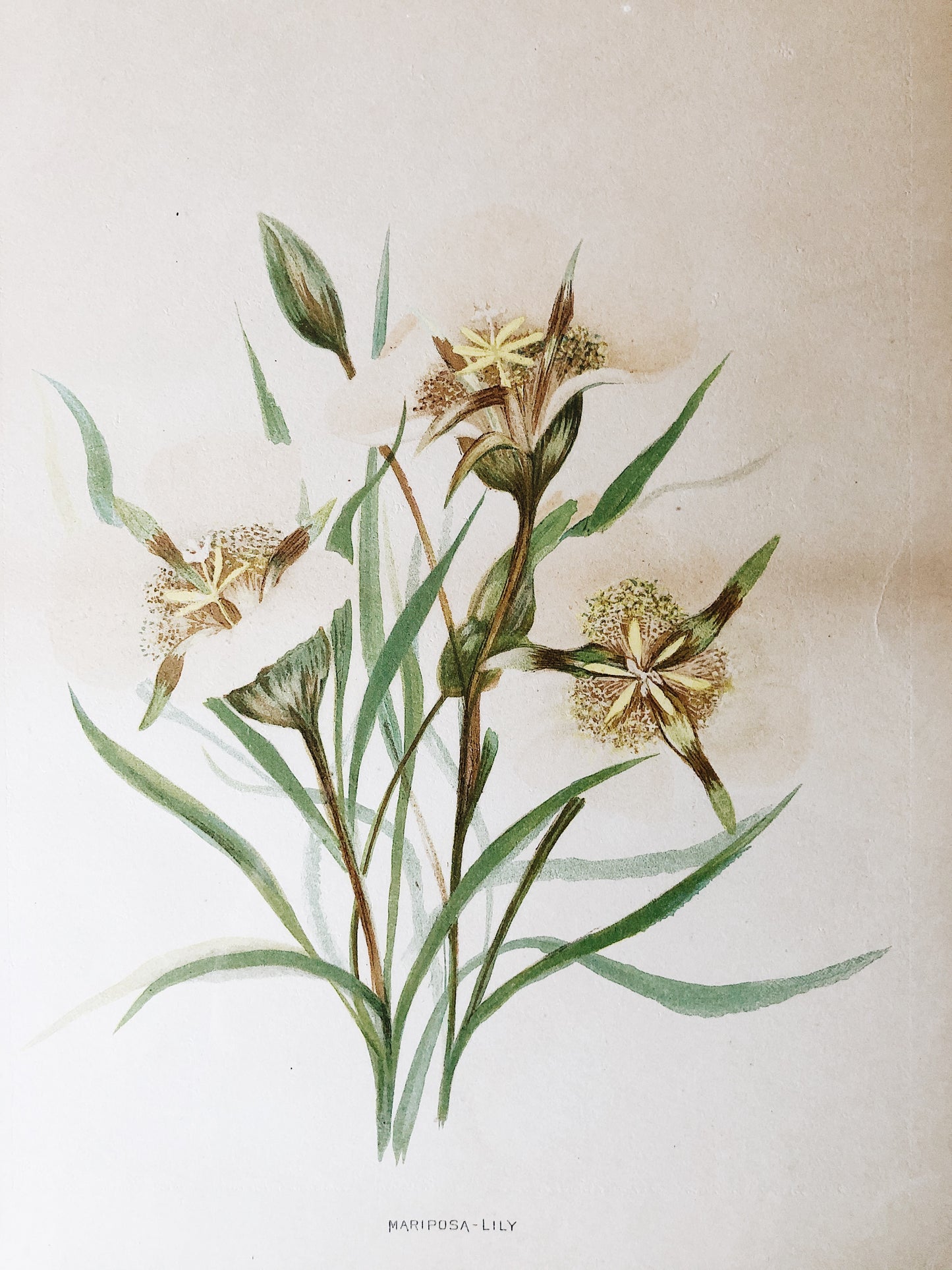 Antique Hand Colored Botanical Plates