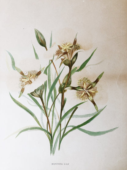 Antique Hand Colored Botanical Plates